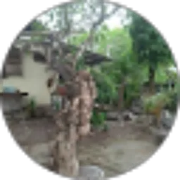 Review From Edy Astika