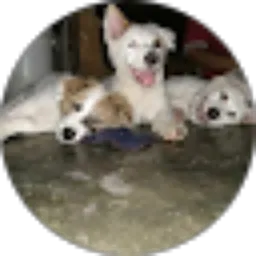 Review From Krismas Ardian