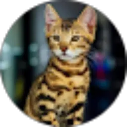 Review From Asep Hikmat Taufik