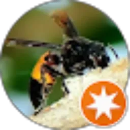 Review From tawon ndas