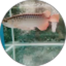 Review From saffanah arwana z