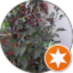 Review From asigorps