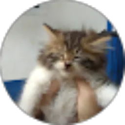 Review From Dimas soes