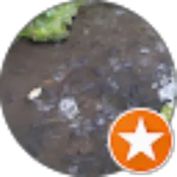 Review From suryo utomo