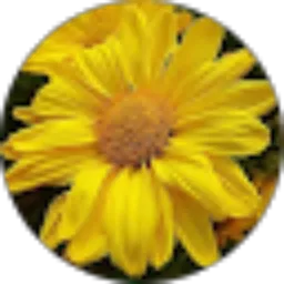 Review From Tur Asih