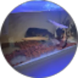 Review From CHzZ Kunz