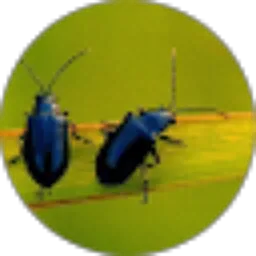 Review From Diah Kusumawati