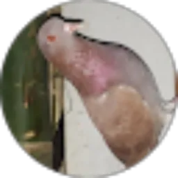 Review From Wahyu Aminullah