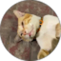 Review From yaya budiman