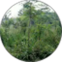 Review From Burhan Udin