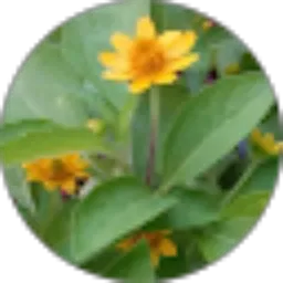 Review From Dian Fitria