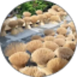 Review From wijaya sony