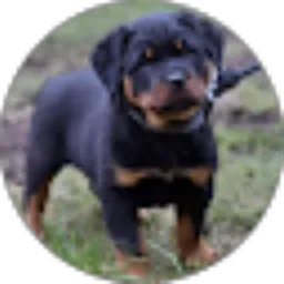 Review From Abdul Karim