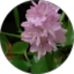 Review From Marwa Giarty