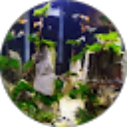 Review From San Bungo