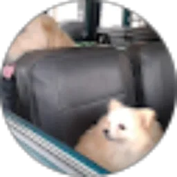 Review From geoda caesarian