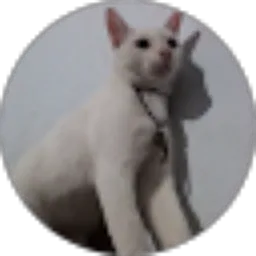 Review From Dion Ilham Agustino