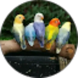 Review From Abdul Rohim