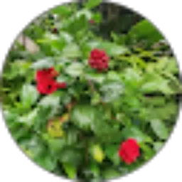 Review From Pratiwi Pratiwi