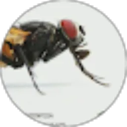 Review From Putu Suparsana