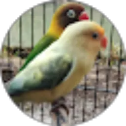 Review From Prass Prass