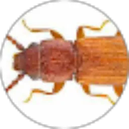 Review From Idien petot