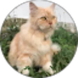 Review From Akmal Akmal