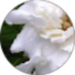 Review From Ni'maturrohmah 17