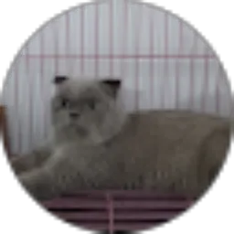 Review From Dhefer cats