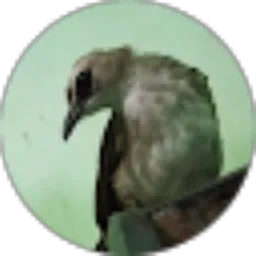 Review From Andi Wibowo