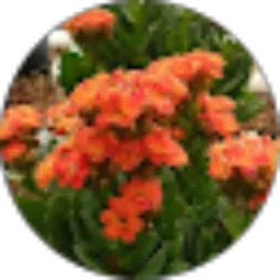 Review From Irwan Tea