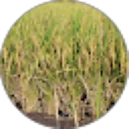 Review From DODIK SETIAWAN