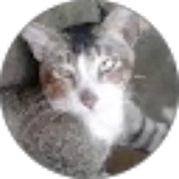 Review From Fenty Alistya