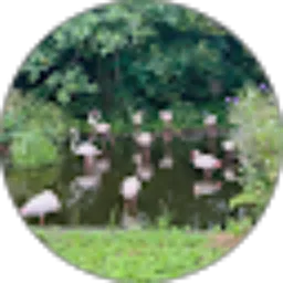 Review From Alfi ona