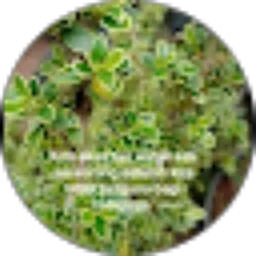 Review From gina kusuma