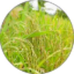 Review From Muhammad Taufik