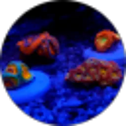 Review From ferry sance