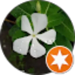 Review From VIOLET Kbm