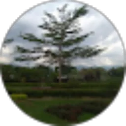 Review From Miftahul Farhani