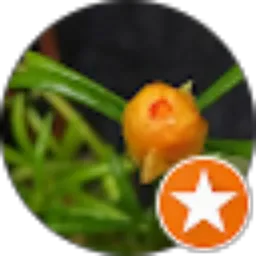 Review From Amalillah Maharani