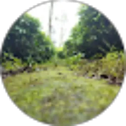 Review From Iniarley dipa