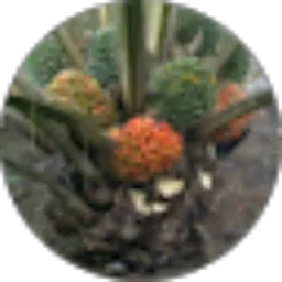 Review From Barnabas Budi