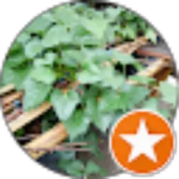 Review From Marcelo Da Silva