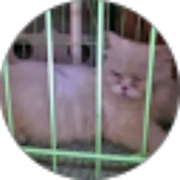 Review From Mulyana Yanthi