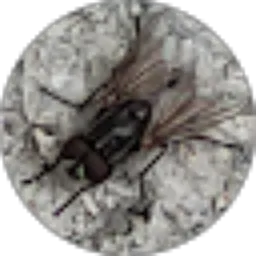 Review From chanel unfaedah