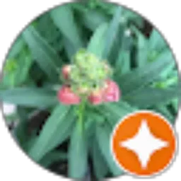 Review From Baozi Minji