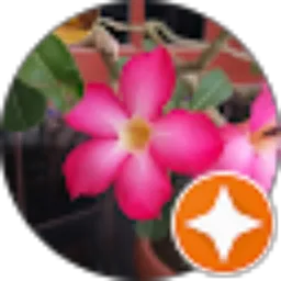 Review From Dimana Dia?