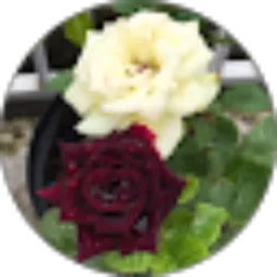 Review From Ayupa Rahmini