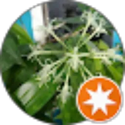 Review From tony khobari (Pak. Agung)