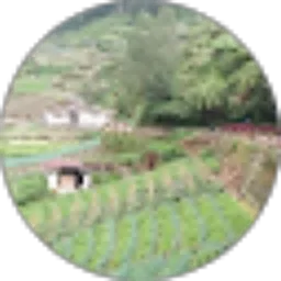 Review From Kepak Sayap